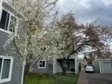 Primary Photo for MLS#: 24582149