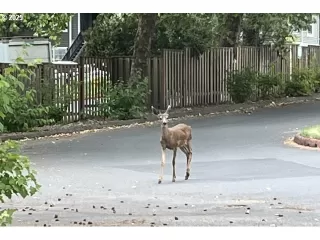 Photo #2: 437808811 Listing 